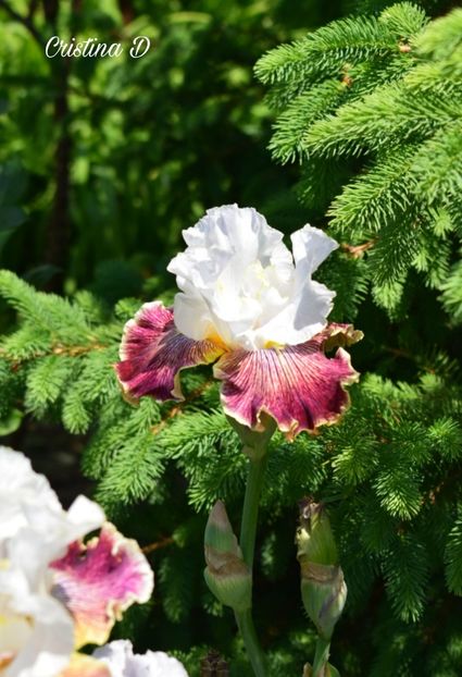 Picsart_22-05-23_23-33-03-781 - IRISII MEI