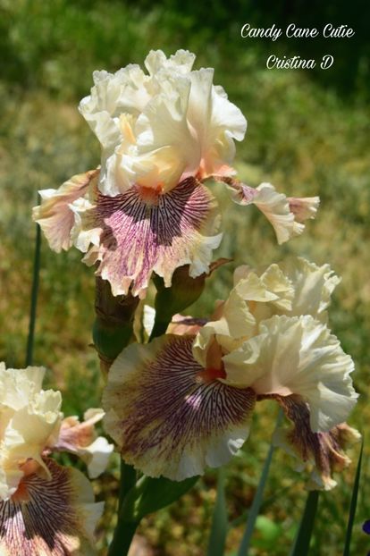 Picsart_22-05-23_23-30-37-207 - IRISII MEI