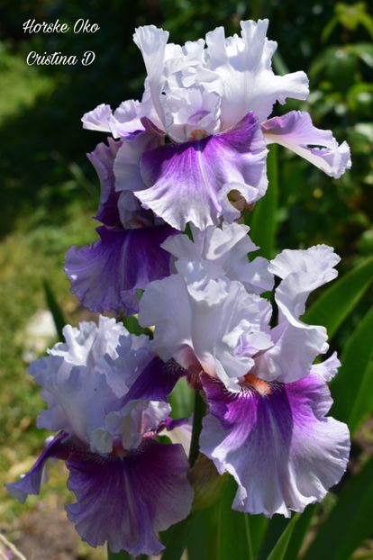 Picsart_22-05-23_23-21-45-125 - IRISII MEI