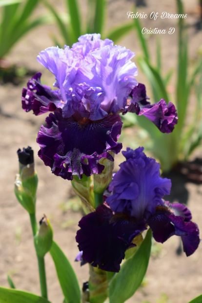 Picsart_22-05-23_23-19-34-898 - IRISII MEI