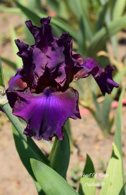 Picsart_22-05-23_21-47-05-688 - IRISII MEI