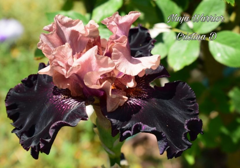 Picsart_22-05-23_17-02-25-990 - IRISII MEI