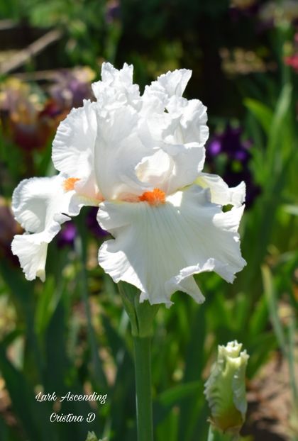 Picsart_22-05-23_15-33-53-666 - IRISII MEI