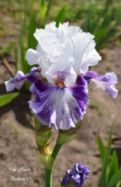 Picsart_22-05-23_14-44-23-024 - IRISII MEI