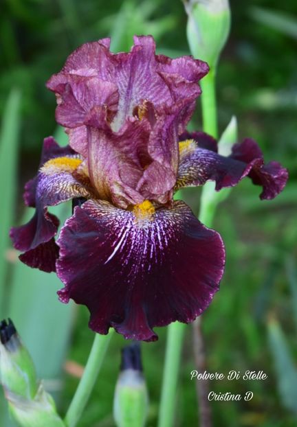 Picsart_22-05-23_14-21-25-317 - IRISII MEI