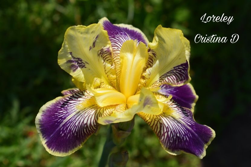 Picsart_22-05-23_14-15-17-005 - IRISII MEI