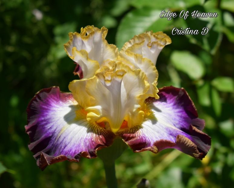 Picsart_22-05-23_13-58-19-612 - IRISII MEI