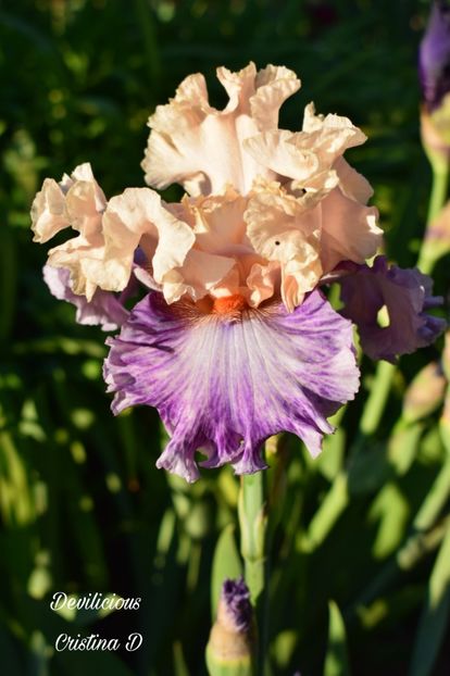 Picsart_22-05-22_23-09-56-658 - IRISII MEI