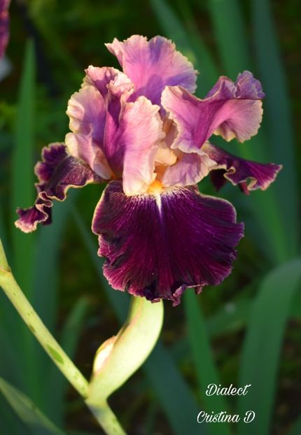 Picsart_22-05-22_21-57-41-769 - IRISII MEI