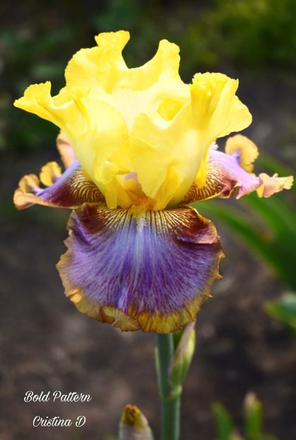 Picsart_22-05-22_16-13-40-642 - IRISII MEI