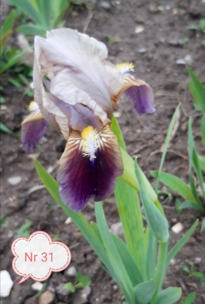  - 2023 IRISI PITICI DISPONIBILI