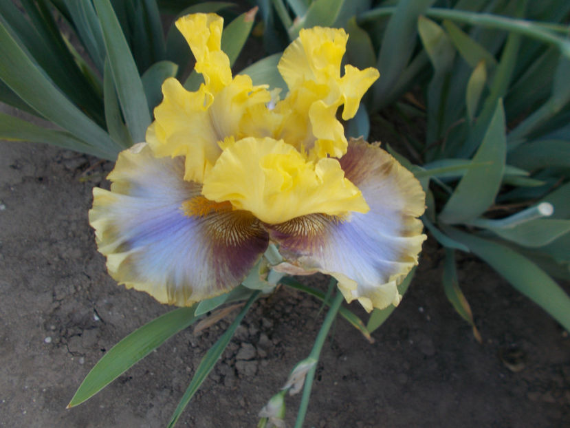 T-w-r6,16-free to dream -20 - IRISI INALTI SI MEDII DISPONIBILI IN-2023 capitol 1