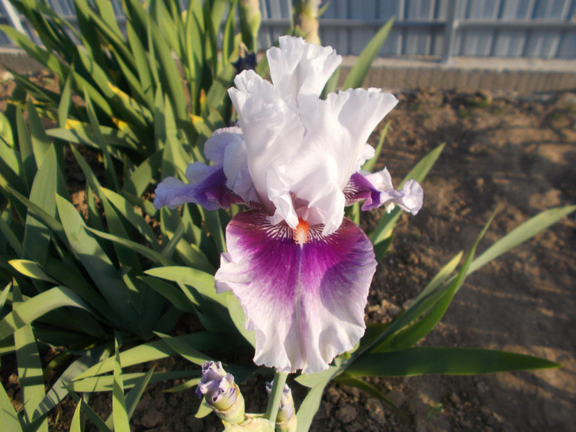 T-w-r6,17-horske oko-25 - IRISI INALTI SI MEDII DISPONIBILI IN-2023 capitol 1