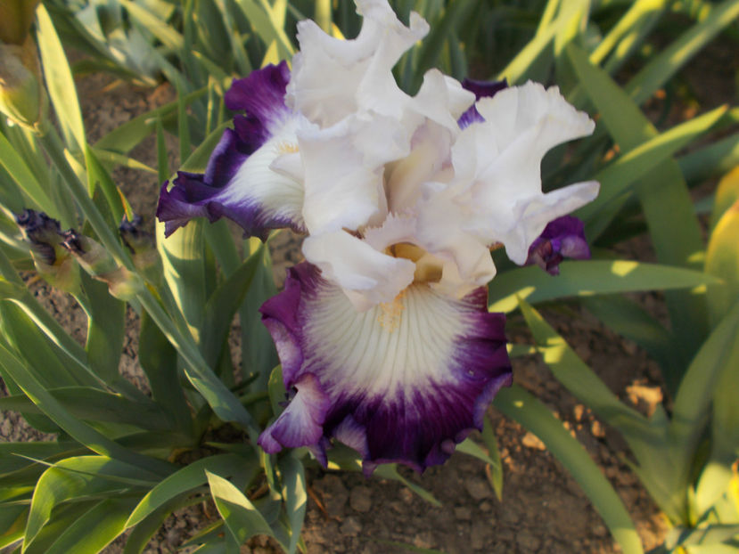 T-w-r6,18-opera  call-20 - IRISI INALTI SI MEDII DISPONIBILI IN-2023 capitol 1