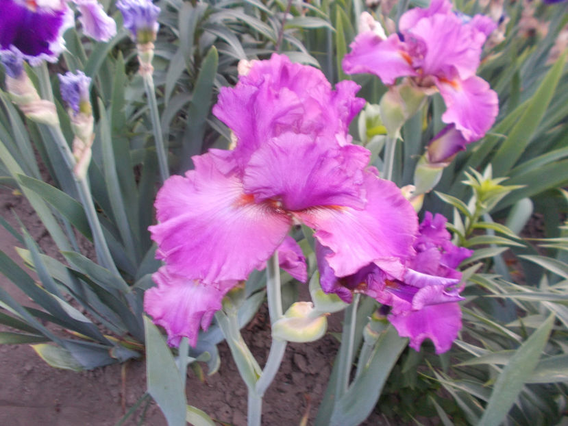 T-w-r1,1-hortensie rose-15 - IRISI INALTI SI MEDII DISPONIBILI IN-2023 capitol 1