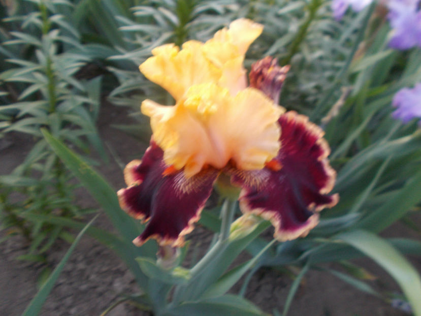 T-w-r1,7-glamour pants-18 - IRISI INALTI SI MEDII DISPONIBILI IN-2023 capitol 1