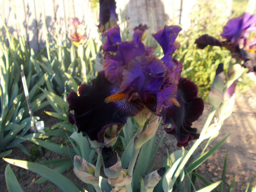 T-w-r1,9-cher and cher-15 - IRISI INALTI SI MEDII DISPONIBILI IN-2023 capitol 1