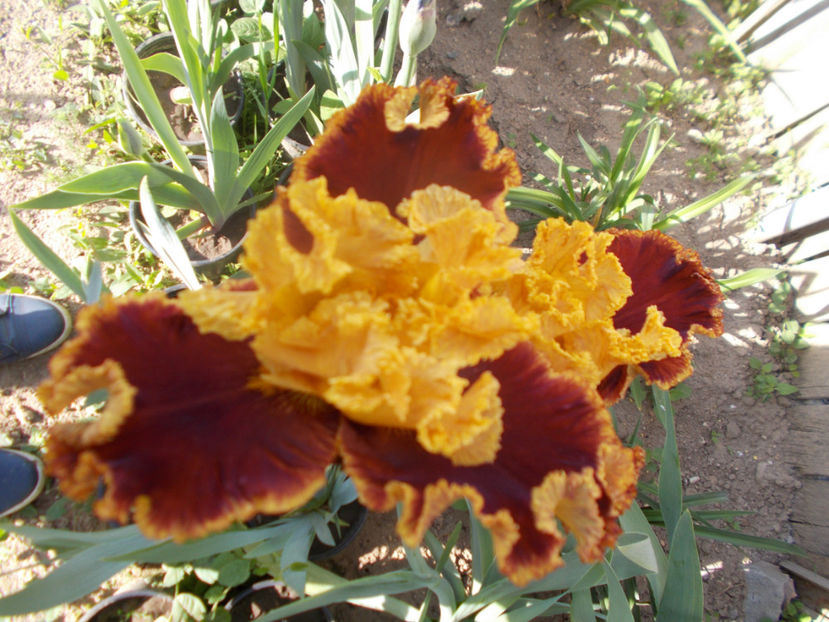 T-gr-r1,1-stop the trafic-15 - IRISI INALTI SI MEDII DISPONIBILI IN-2023 capitol 1