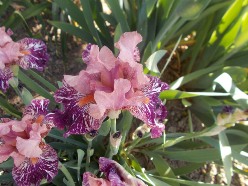 T-z-r2,1-anaconda love-20 - IRISI INALTI SI MEDII DISPONIBILI IN-2023 capitol 1