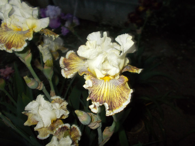 T-z-r2,2-spring  madness-15 - IRISI INALTI SI MEDII DISPONIBILI IN-2023 capitol 1