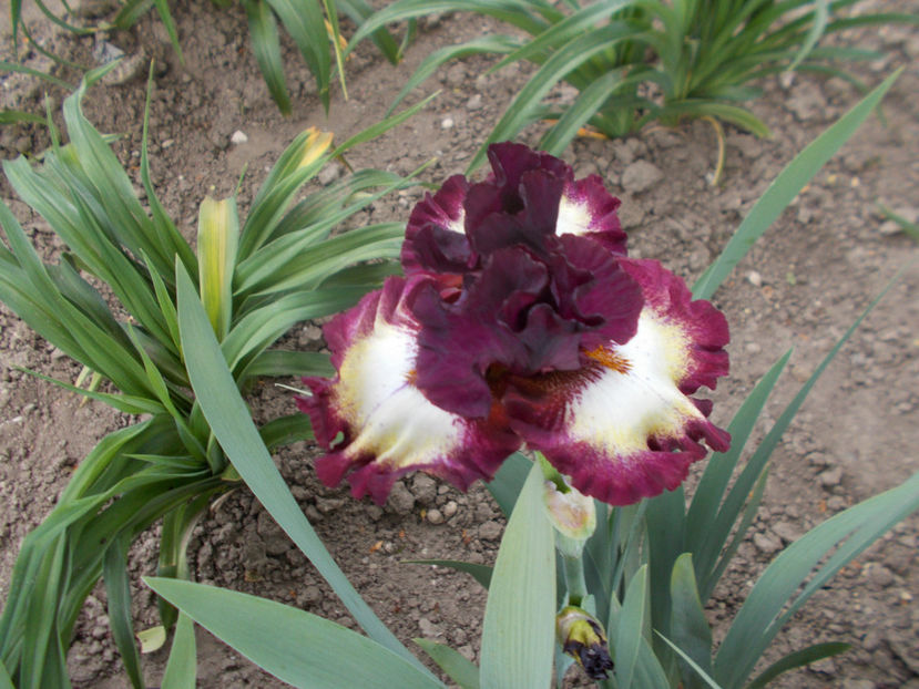 T-z-r2,6-class ring-18 - IRISI INALTI SI MEDII DISPONIBILI IN-2023 capitol 1