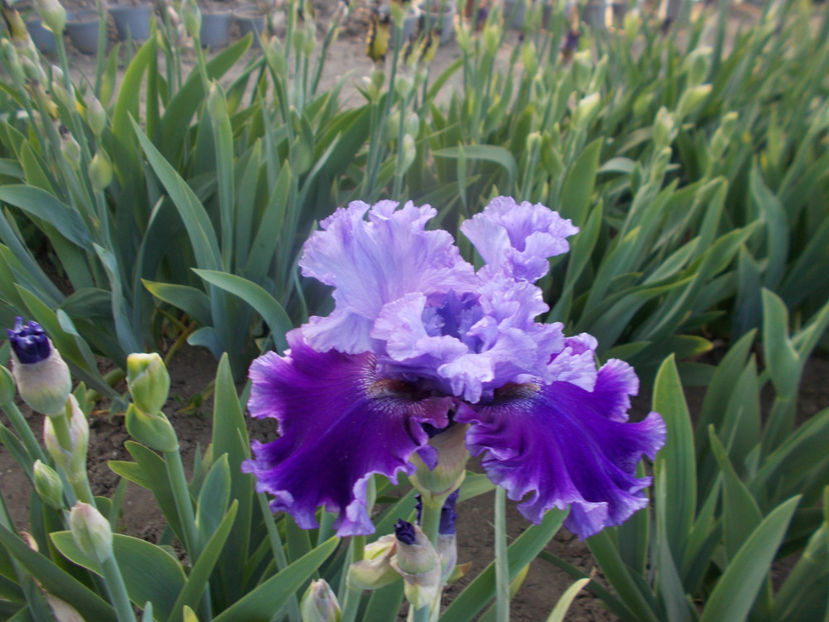  - IRISI INALTI SI MEDII DISPONIBILI IN-2023 capitol 1