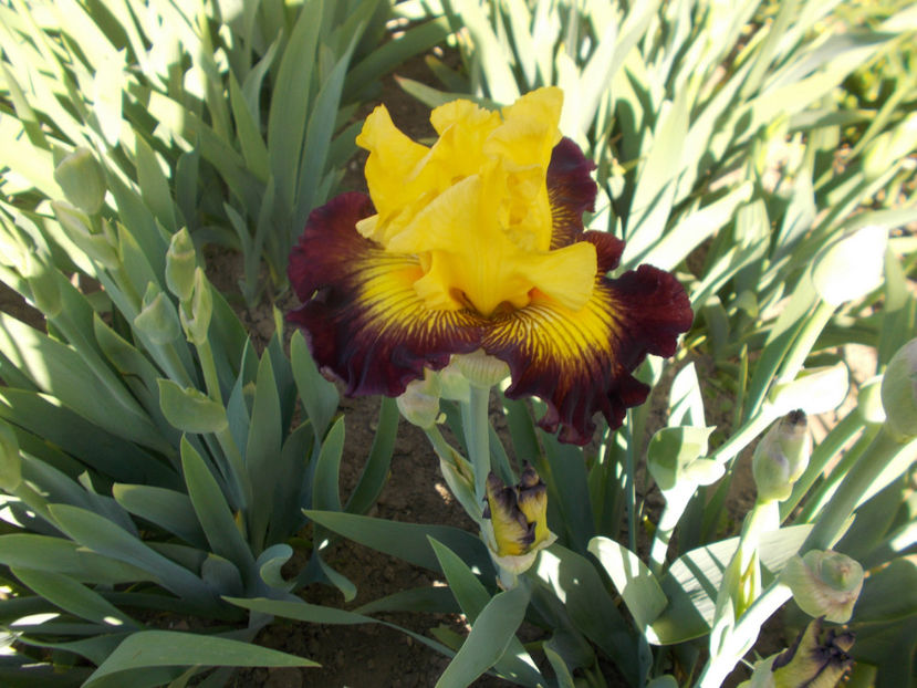 T-z-r5,8-snapshot-15 - IRISI INALTI SI MEDII DISPONIBILI IN-2023 capitol 1