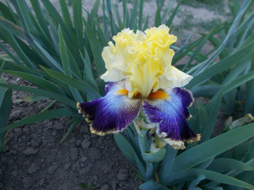 T-z-r6,2-twin cities-20 - IRISI INALTI SI MEDII DISPONIBILI IN-2023 capitol 1