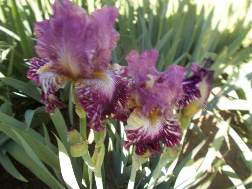 T-z-r6,5-total choas-18 - IRISI INALTI SI MEDII DISPONIBILI IN-2023 capitol 1