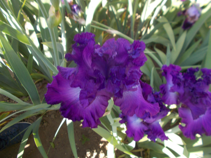 T-z-r6,7-aristocracy-18 - IRISI INALTI SI MEDII DISPONIBILI IN-2023 capitol 1