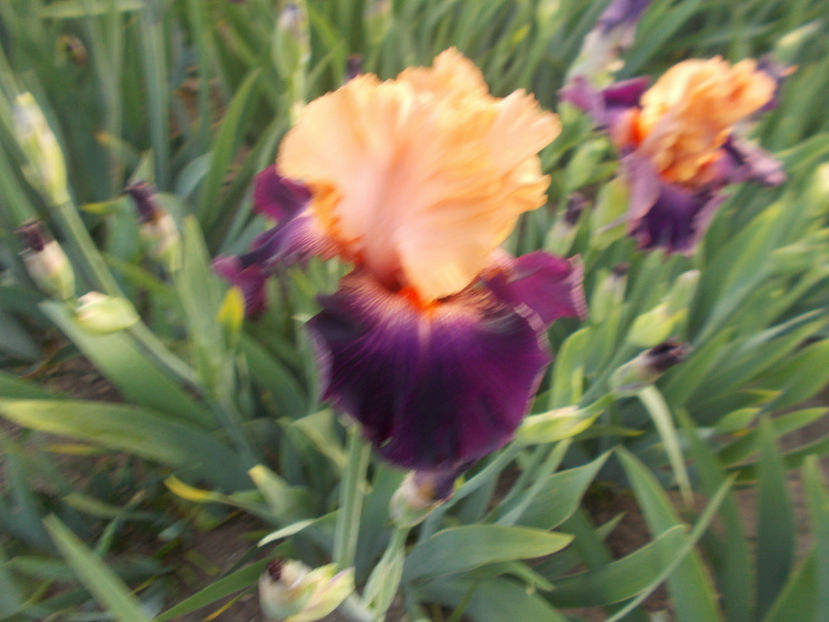 T-z-r6,9-mandarin sky-14 - IRISI INALTI SI MEDII DISPONIBILI IN-2023 capitol 1