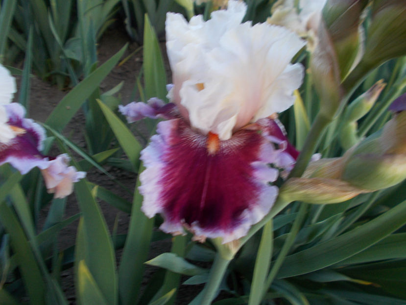 T-z-r7,6-stowberry freeze-20 - IRISI INALTI SI MEDII DISPONIBILI IN-2023 capitol 1