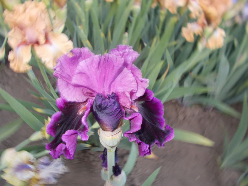 T-z-r8,1-accesible-20 - IRISI INALTI SI MEDII DISPONIBILI IN-2023 capitol 1