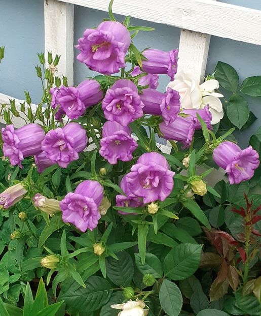  - MAI - luna lui FLORAR