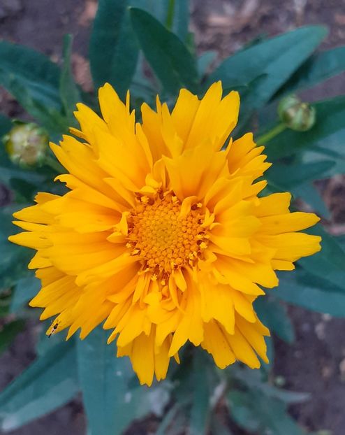  - MAI - luna lui FLORAR
