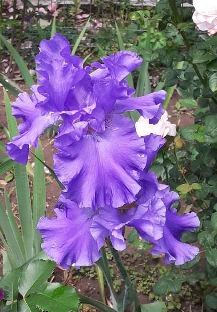  - MAI - luna lui FLORAR