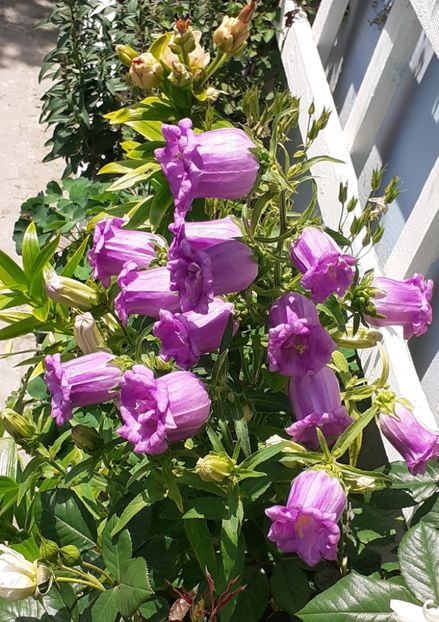  - MAI - luna lui FLORAR
