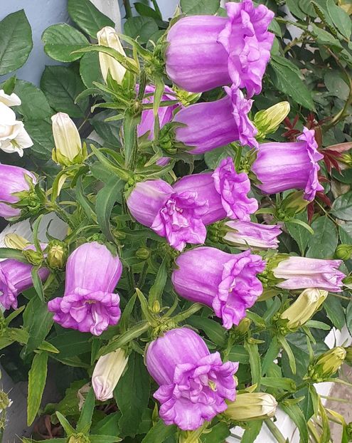  - MAI - luna lui FLORAR