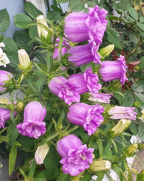  - MAI - luna lui FLORAR