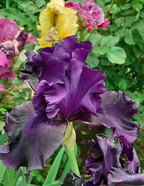  - MAI - luna lui FLORAR
