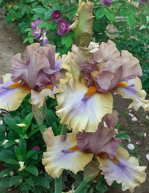  - MAI - luna lui FLORAR