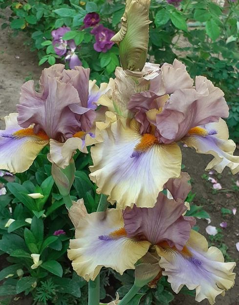  - MAI - luna lui FLORAR
