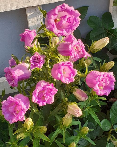  - MAI - luna lui FLORAR