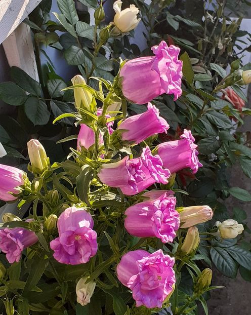  - MAI - luna lui FLORAR