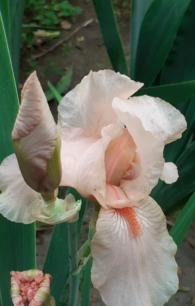  - MAI - luna lui FLORAR