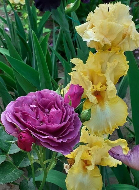  - MAI - luna lui FLORAR