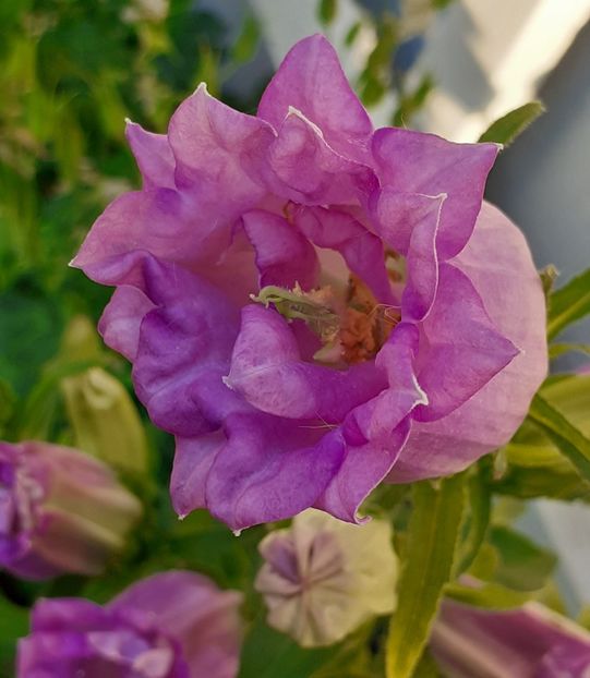  - MAI - luna lui FLORAR