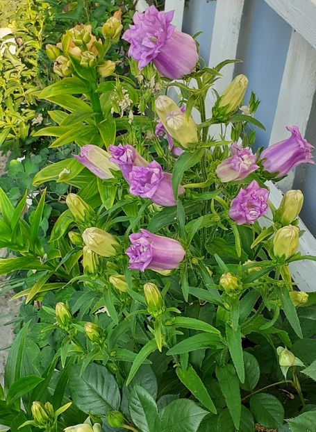  - MAI - luna lui FLORAR