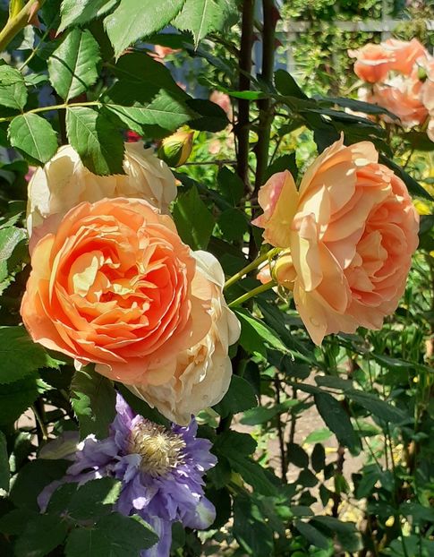  - Lady of Shallot 2021_ 2022