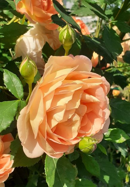  - Lady of Shallot 2021_ 2022